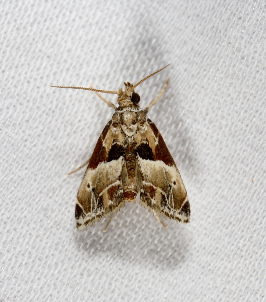 Neodavisia melusina