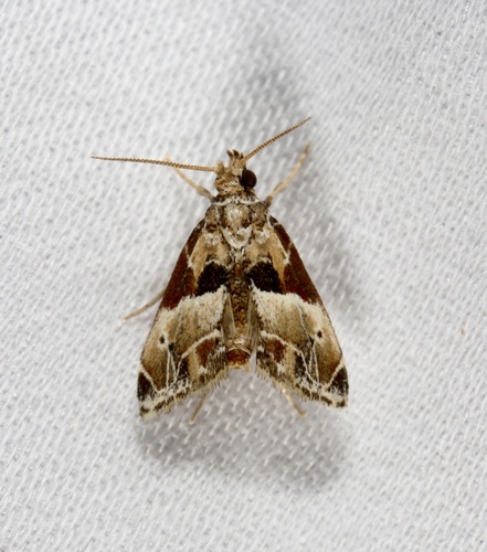 Neodavisia melusina