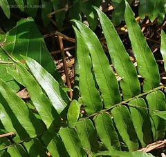Hapsidophrys smaragdinus
