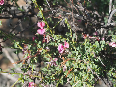 Indigofera spinescens