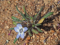 Wahlenbergia acaulis