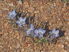 Wahlenbergia acaulis