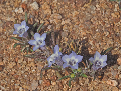Wahlenbergia acaulis