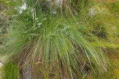 Schoenus gracillimus