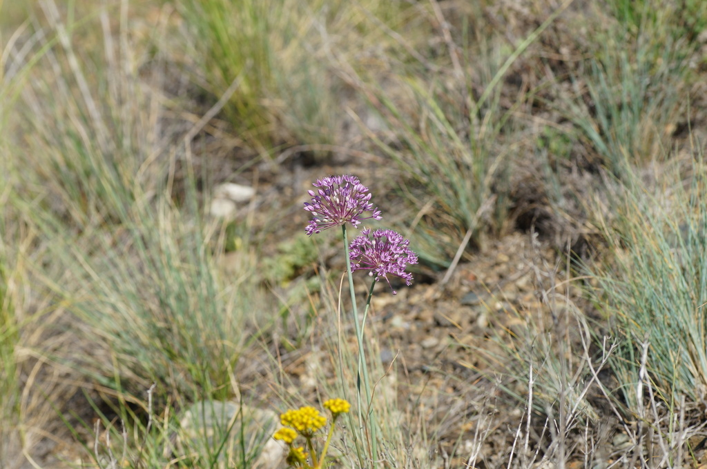 Allium pallasii; photograph (c) evgeniq_benihanov, some rights reserved (CC BY)