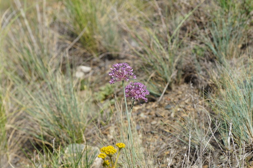 Allium pallasii