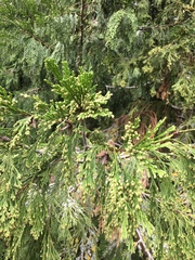 Calocedrus decurrens