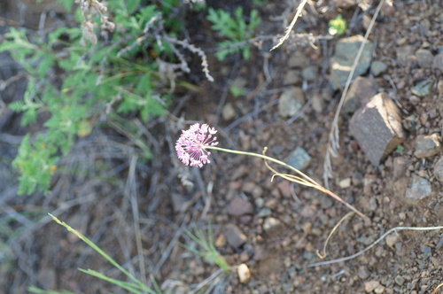 Allium delicatulum, photograph 4