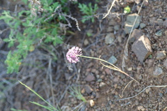 Allium delicatulum, photograph (c) evgeniq_benihanov, some rights reserved (CC BY)