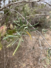 Asparagus natalensis