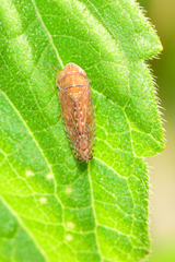 Mesamia