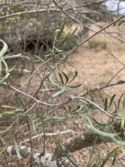 Asparagus natalensis