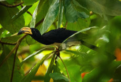 Lophoceros fasciatus