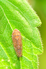 Mesamia