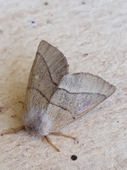 Apatelodidae