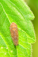 Mesamia