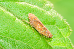 Mesamia