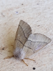 Apatelodidae