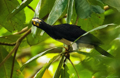 Lophoceros fasciatus