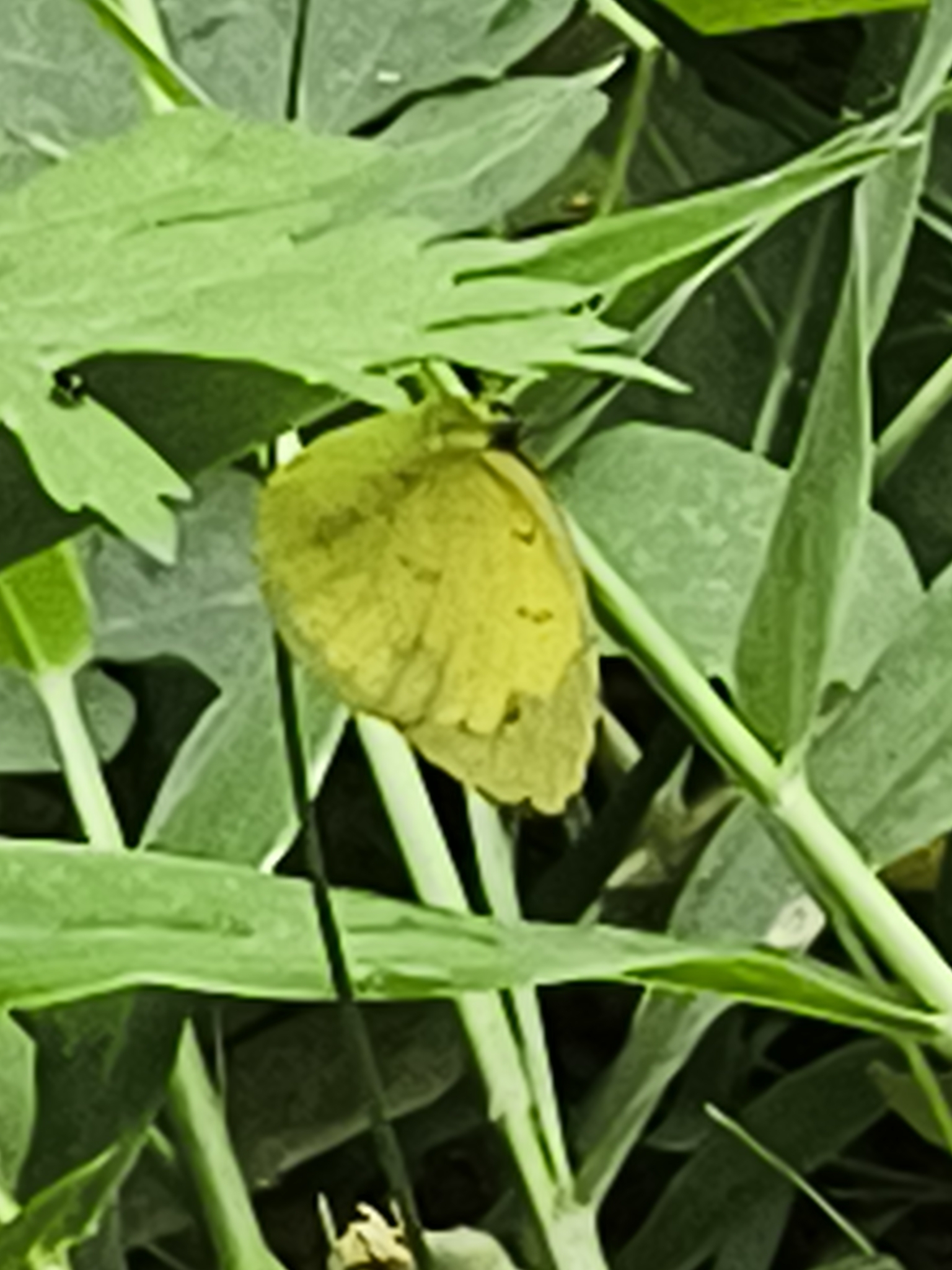 Common Grass Yellow
