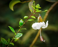 Cinnyris chloropygius