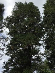 Calocedrus decurrens