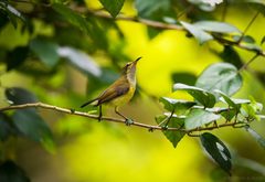 Cinnyris chloropygius