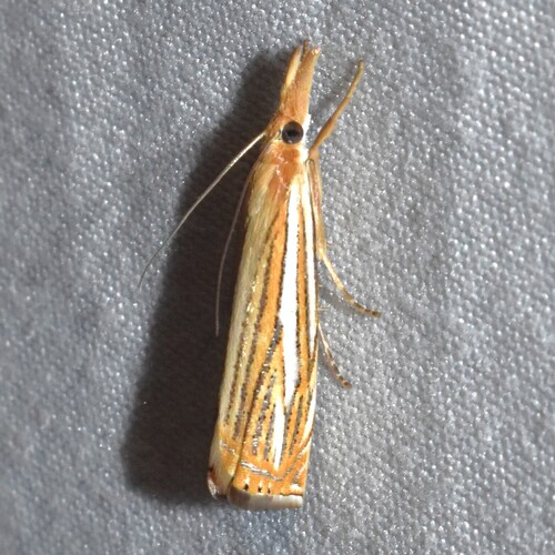 Crambus multilinellus photo 4