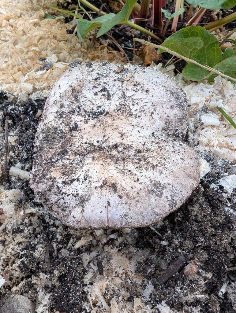 Agaricus bisporus