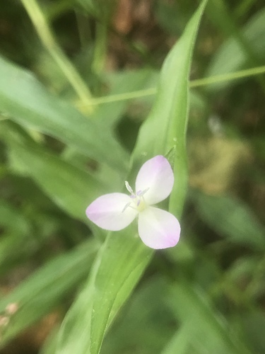 Wartremoving herb (Murdannia keisak)