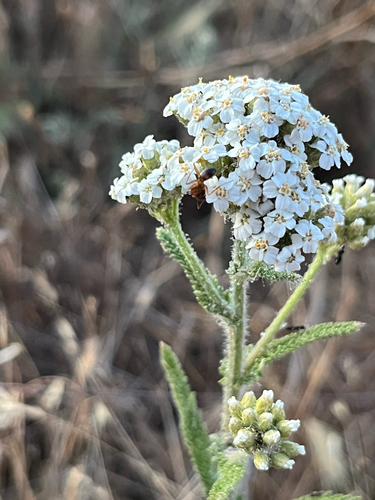 iNaturalist observation photo of common yarrow