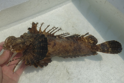 Longsnout stinger (Inimicus cuvieri) — Synanceiidae