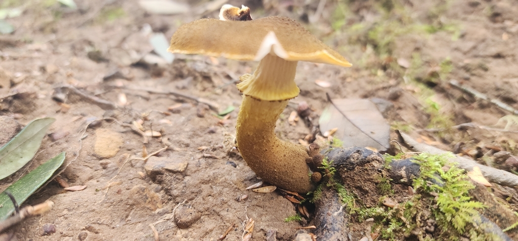 Armillaria luteobubalina · June 2025 · photo: © rotceh_dnih (iNaturalist, cc-by)
