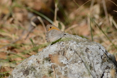 Hyponephele lupinus
