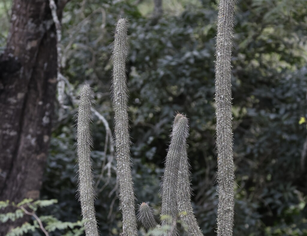 Cleistocactus parviflorus (K.Schum.) Rol.-Goss. 2