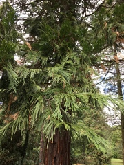 Calocedrus decurrens