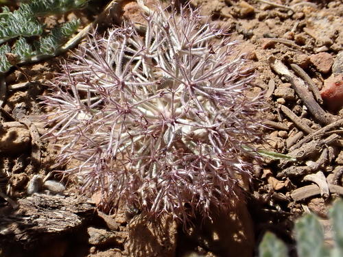purple mountain-parsley (Oreonana purpurascens)