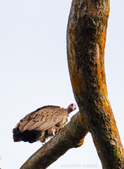 Necrosyrtes monachus