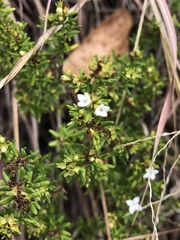 Arcytophyllum thymifolium