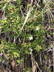 Arcytophyllum thymifolium