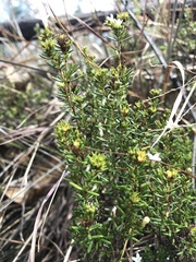 Arcytophyllum thymifolium