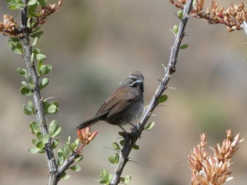 Five-striped Sparrow (Amphispizopsis quinquestriata), photo 2