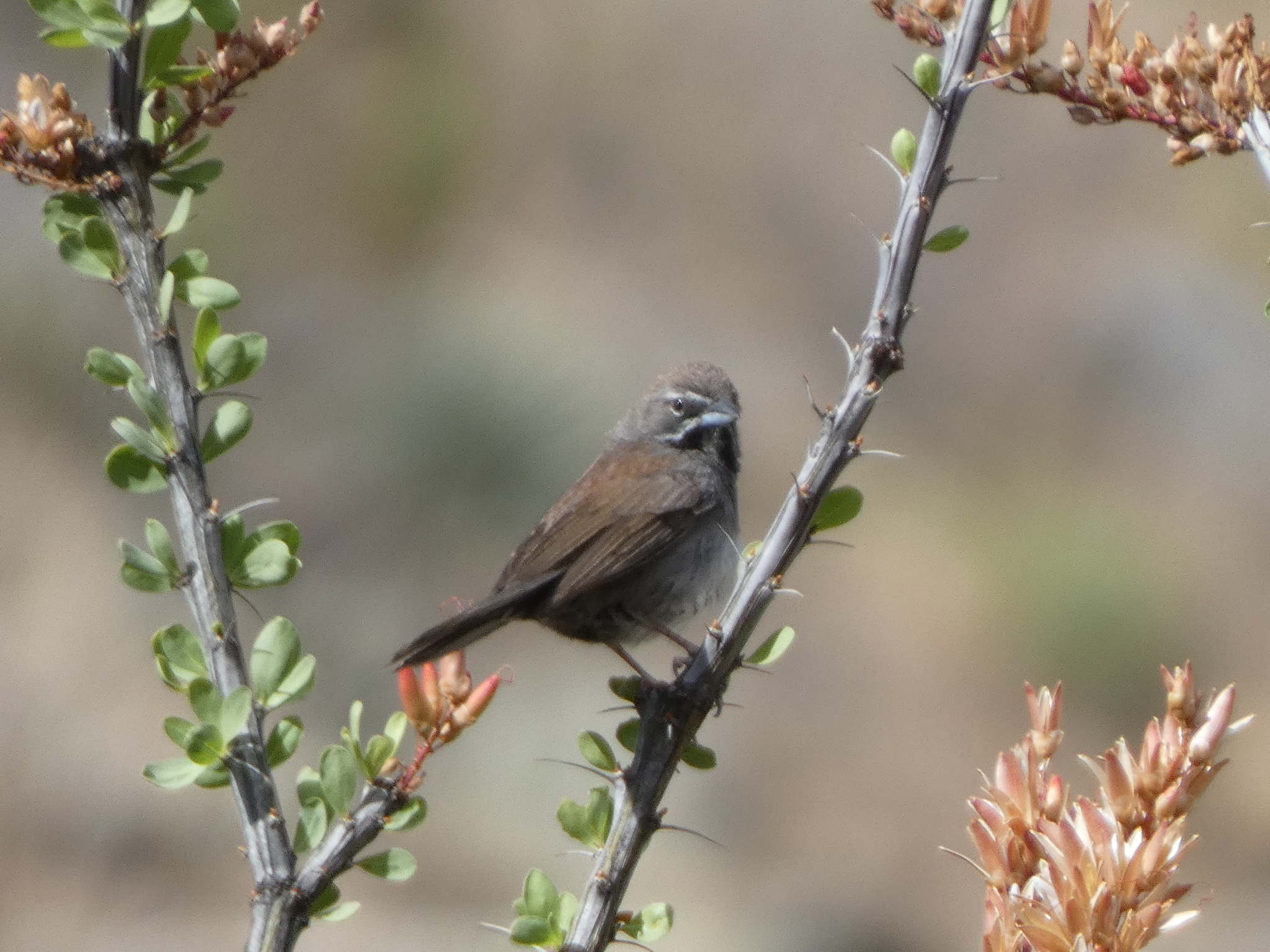 Five-striped Sparrow (Amphispizopsis quinquestriata), photo 2
