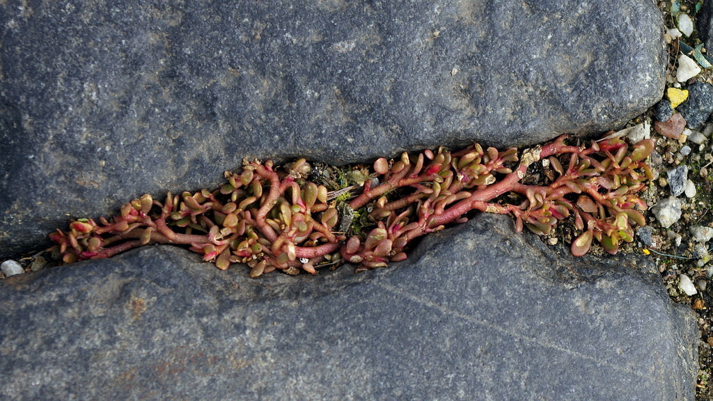 Common Purslane