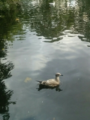 Larus argentatus