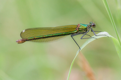 Calopteryx xanthostoma