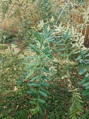 Salix integra