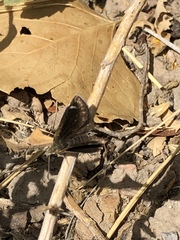 Hesperopsis libya