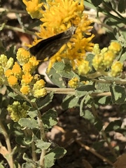 Hesperopsis libya