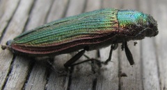 Buprestis intricata